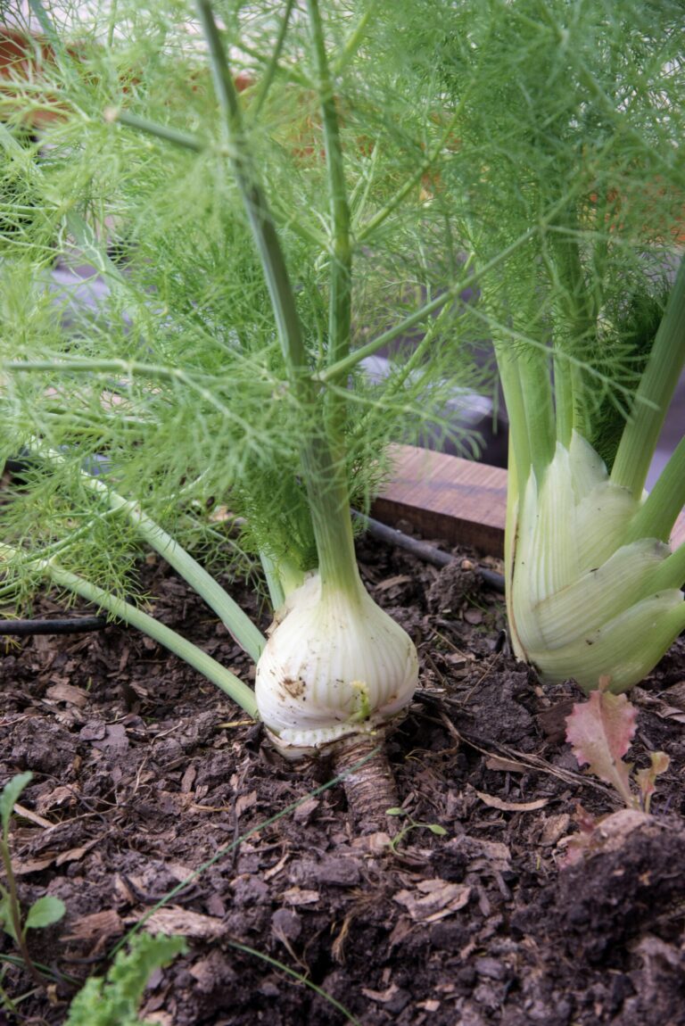 La planta que ayuda a deshinchar la panza, a cuidar la piel y combate los dolores menstruales