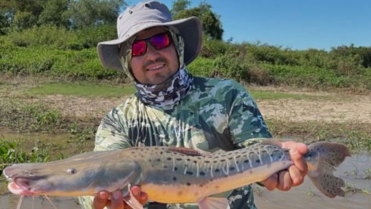 Surubíes que pican en aguas bajas y oscuras