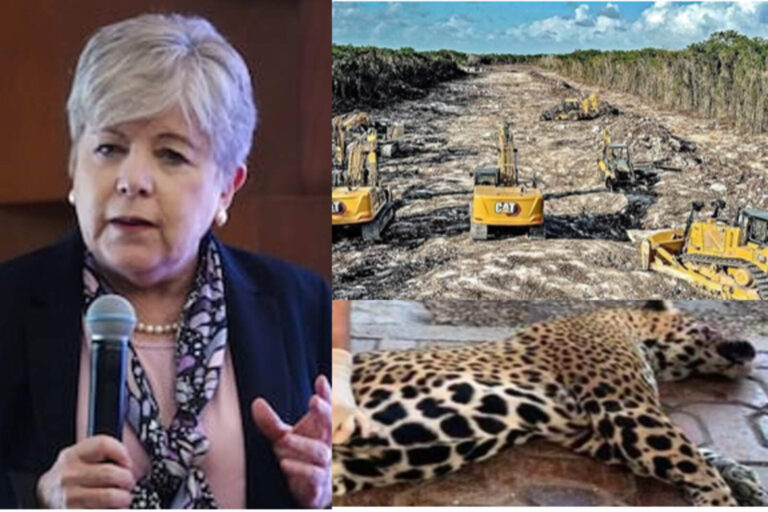 5 años después, Morena reconoció el daño irreversible del Tren Maya a la selva