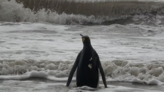 Así regresaron al mar a un pingüino rey rescatado con numerosas heridas