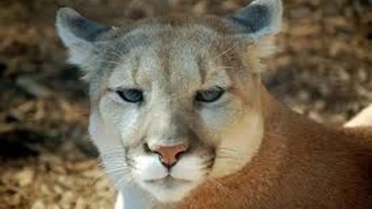 Jujuy: un hombre mató a golpes a un puma con un garrote y fue multado