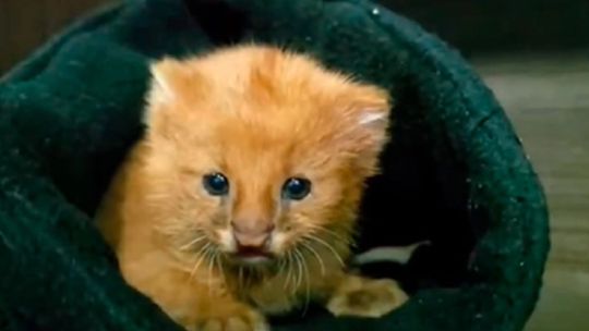 Entre Ríos: un automovilista encontró a una cría de puma yaguarundí deambulando en una ruta