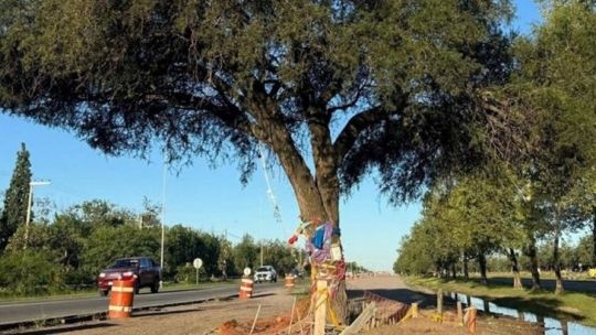 Villa Allende: por qué es «inviable» el trasplante del quebracho blanco, un «dinosaurio» vegetal