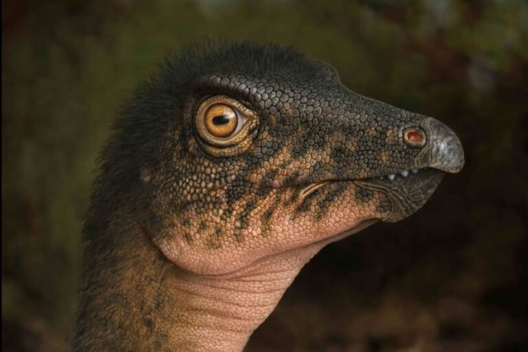 Cómo es el dinosaurio encontrado en el estacionamiento del Museo de Ciencias de Denver?