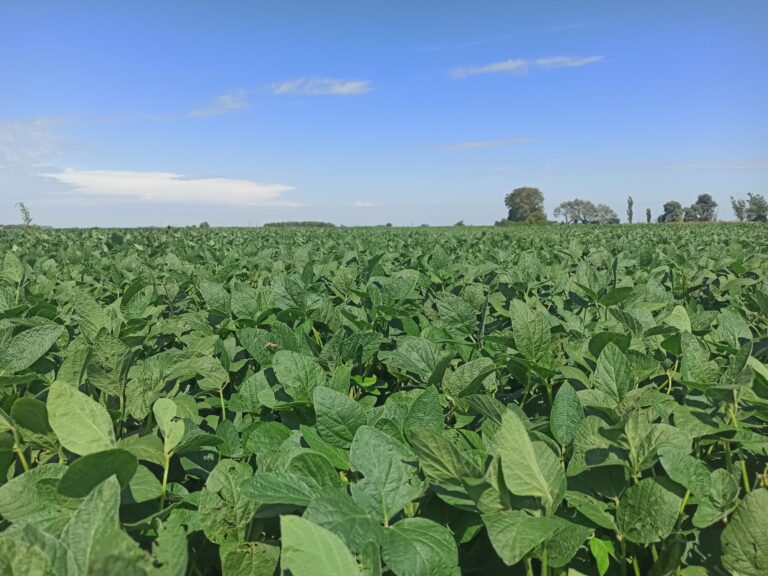 Diferencia notoria: el agro proyecta una inversión de US$24.600 millones para la campaña 2025/26, según un informe