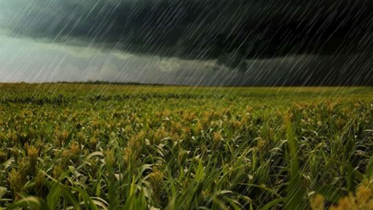 Desde la Sociedad Rural de Bolívar confirman que la campaña fina fue un fracaso por las inundaciones