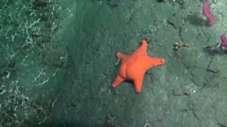 En Estados Unidos y Francia se burlan de la guerra de los libertarios con la estrella de mar culona