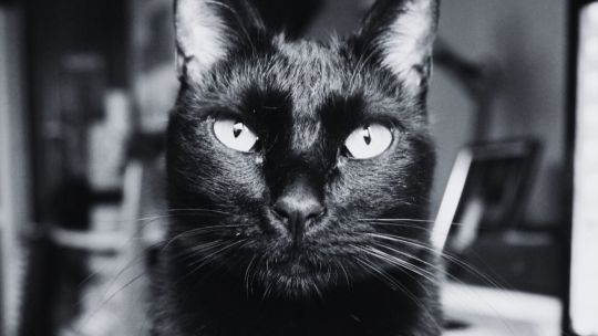 Dan mala suerte los gatos negros? El origen medieval de un mito