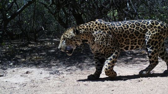 Histórica condena en Formosa por matar a un yaguareté: la Justicia sienta precedente en defensa de la especie en peligro crítico