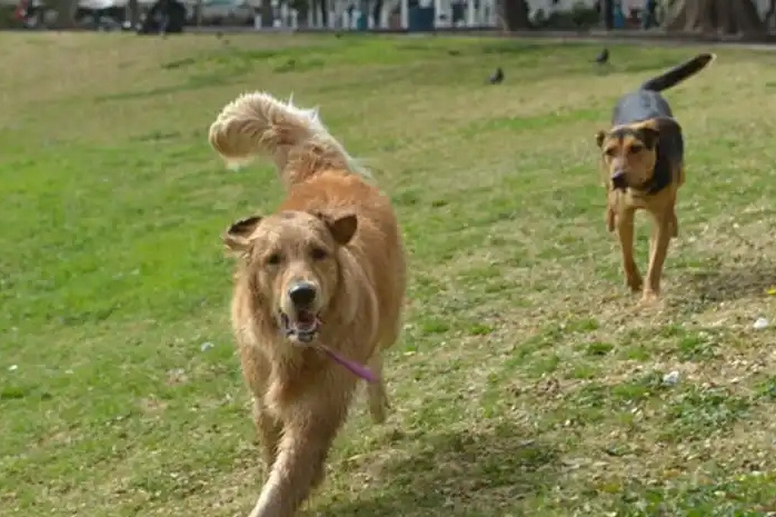Buscan identificar a los responsables por el envenenamiento de mascotas en Palermo