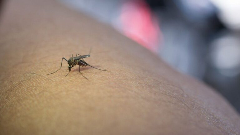 Cuánto sale ahuyentar a los mosquitos en el verano 2026: alternativas y precios