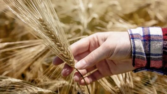 Gráfico ilustrativo mostrando la suba porcentual del precio del trigo y la urea, con un campo de cultivo de fondo.