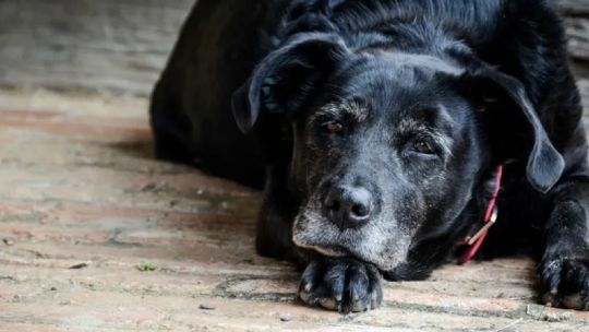 Perro mayor descansando en una cama ortopédica
