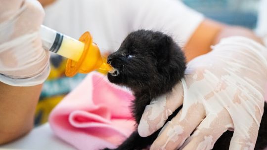 Cría de animal silvestre siendo atendida por un veterinario en la Nursery de Fundación Temaikèn