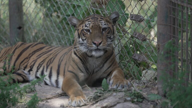 Tigresa Flora en el santuario Felida Big Cat Sanctuary, Países Bajos