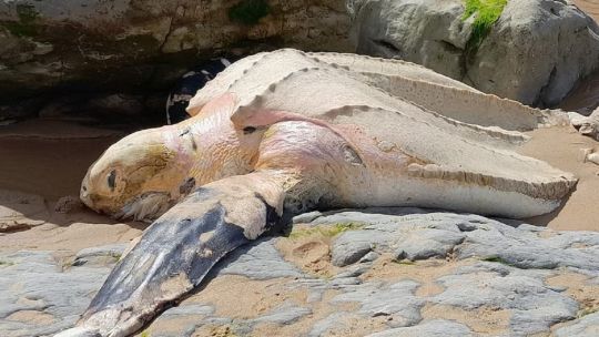 Tortuga laúd de gran tamaño en la playa de Cantabria, con personal especializado realizando labores de observación.