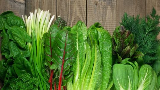 Cultivos hortícolas en el cinturón verde de Córdoba afectados por las lluvias.