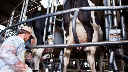 Producción y envase de productos lácteos en una planta industrial argentina.
