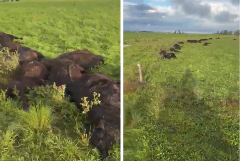 Terneros muertos por descarga eléctrica en campo de General La Madrid