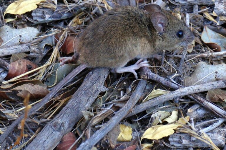 Ilustración de un roedor y un cartel de prevención de hantavirus