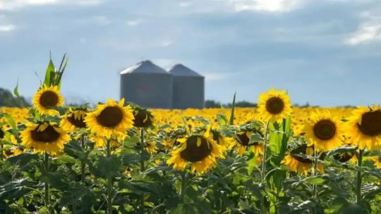 Campo de girasoles en Argentina con producción récord