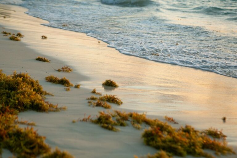 Acumulación de sargazo en una playa de Florida
