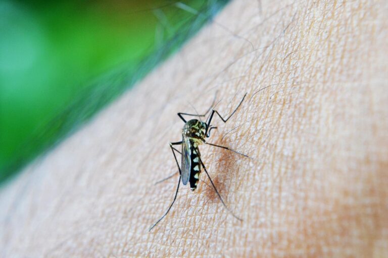 Mosquito Aedes aegypti en laboratorio para programa de esterilización