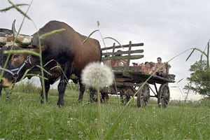 Buey tirando de una carreta en un camino rural de tierra colorada