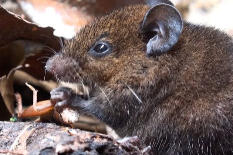 Ratón cantor de Alston en su hábitat natural