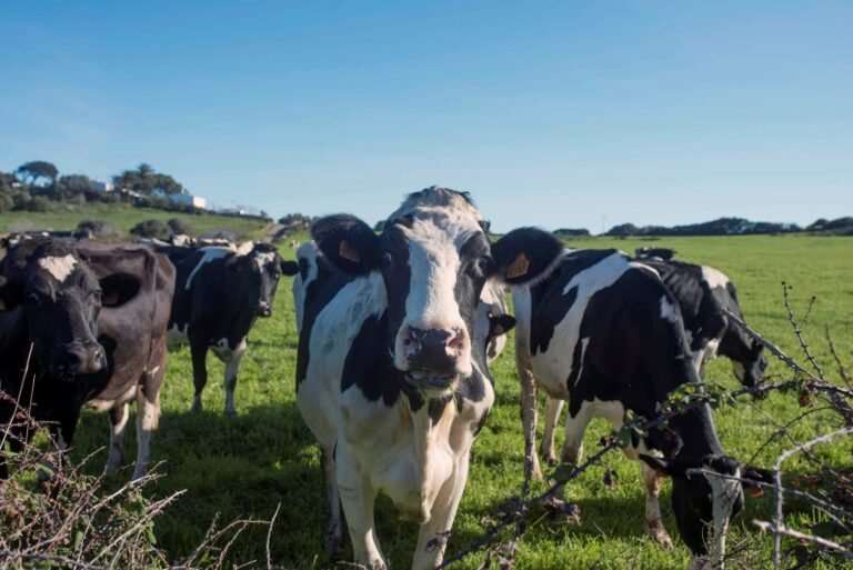 Vacas Holstein Prim en un campo