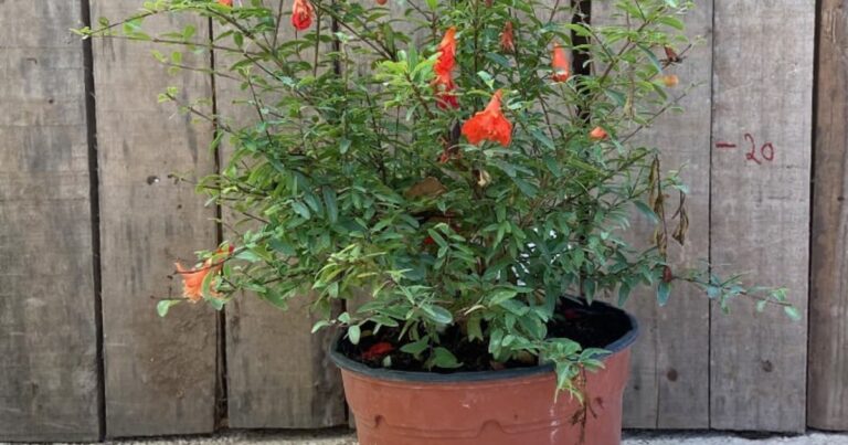 Granado con flores rojas y frutos en un patio urbano