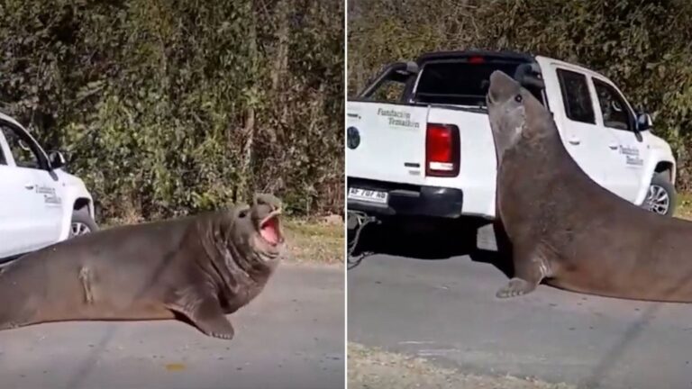 Elefante marino en la playa durante operativo de rescate en Ensenada