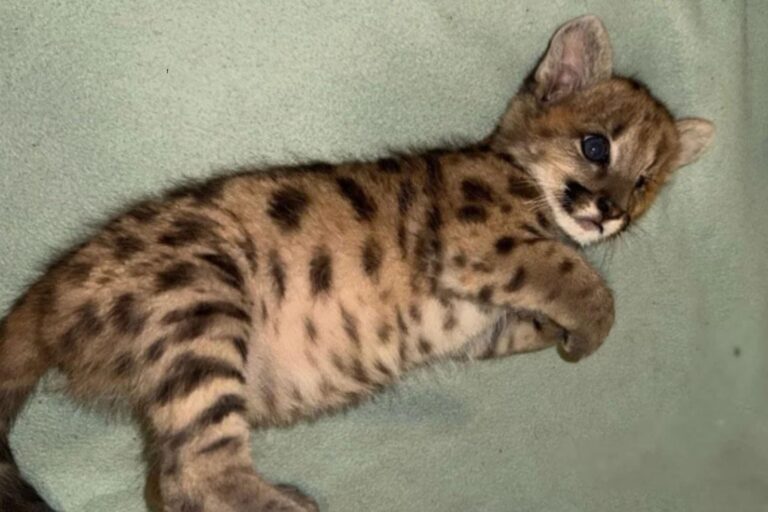 Cachorra de puma Malvina en proceso de recuperación