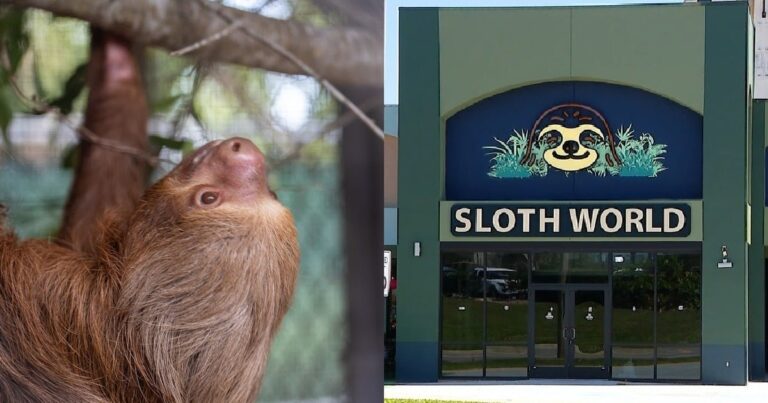 Perezoso en el Zoológico de Florida Central recibiendo cuidados tras ser rescatado de Sloth World