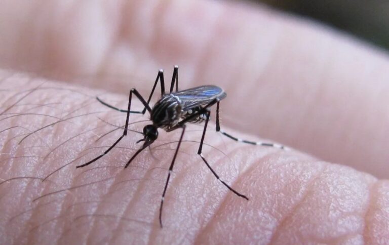 Mapa de Argentina con regiones afectadas por fiebre chikungunya