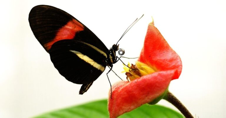 Mariposa Heliconius sobre una flor