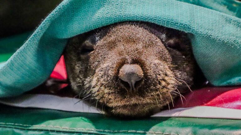Personal de Prefectura Naval captura un lobo marino con una red en el río Paraná