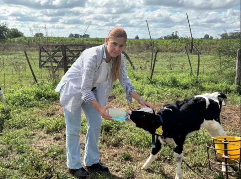 Vacas en tambo La Teresa en Brandsen