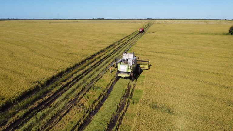 Campo de arroz en Entre Ríos con maquinaria agrícola
