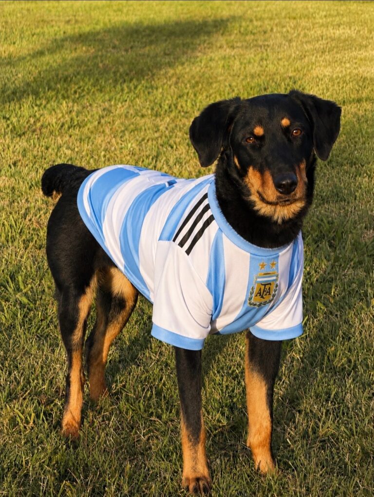 Perra rescatada Berta en Pacheco