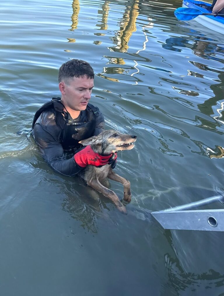 Bomberos sostienen a un coyote joven rescatado del lago Britannia en Cape Coral, Florida