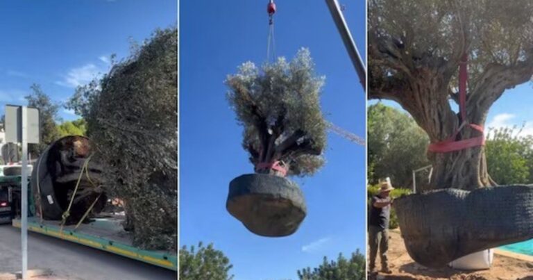 Olivo de gran tamaño siendo trasladado con grúa en una propiedad residencial en Valencia