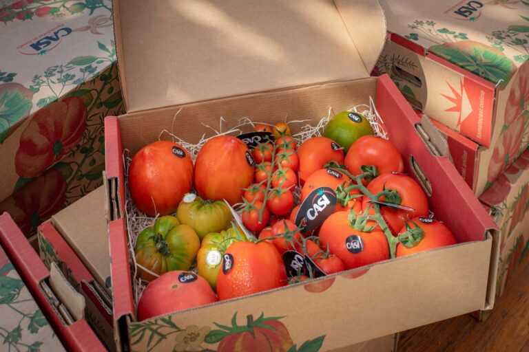 Tomates de distintas variedades en un invernadero de Almería