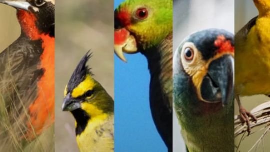 Logo de Aves Argentinas