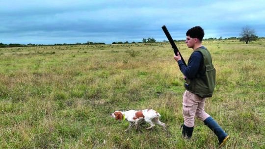 Perros de muestra en campo entrerriano durante jornada de caza menor