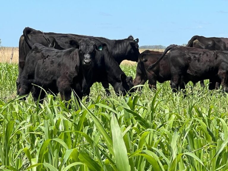 Campo de la llanura pampeana con cultivos y ganado en sistema mixto