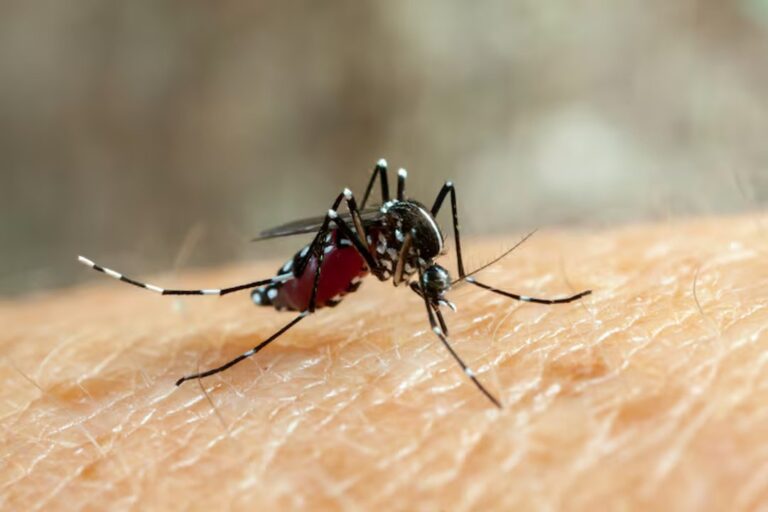 Microscopía del virus de la fiebre chikungunya