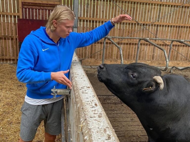 Erling Haaland en una granja interactuando con animales