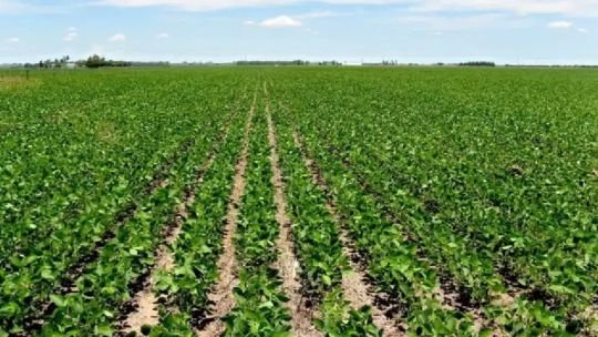 Campo de soja con fertilizante aplicado