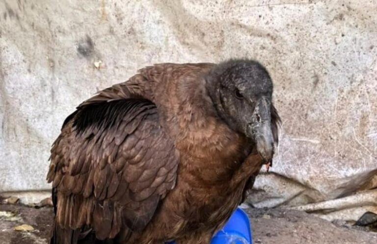Cóndor andino juvenil rescatado en Tucumán